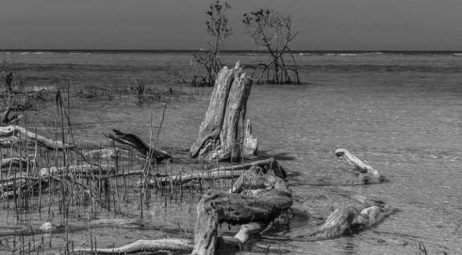 Pete Berwick: Island